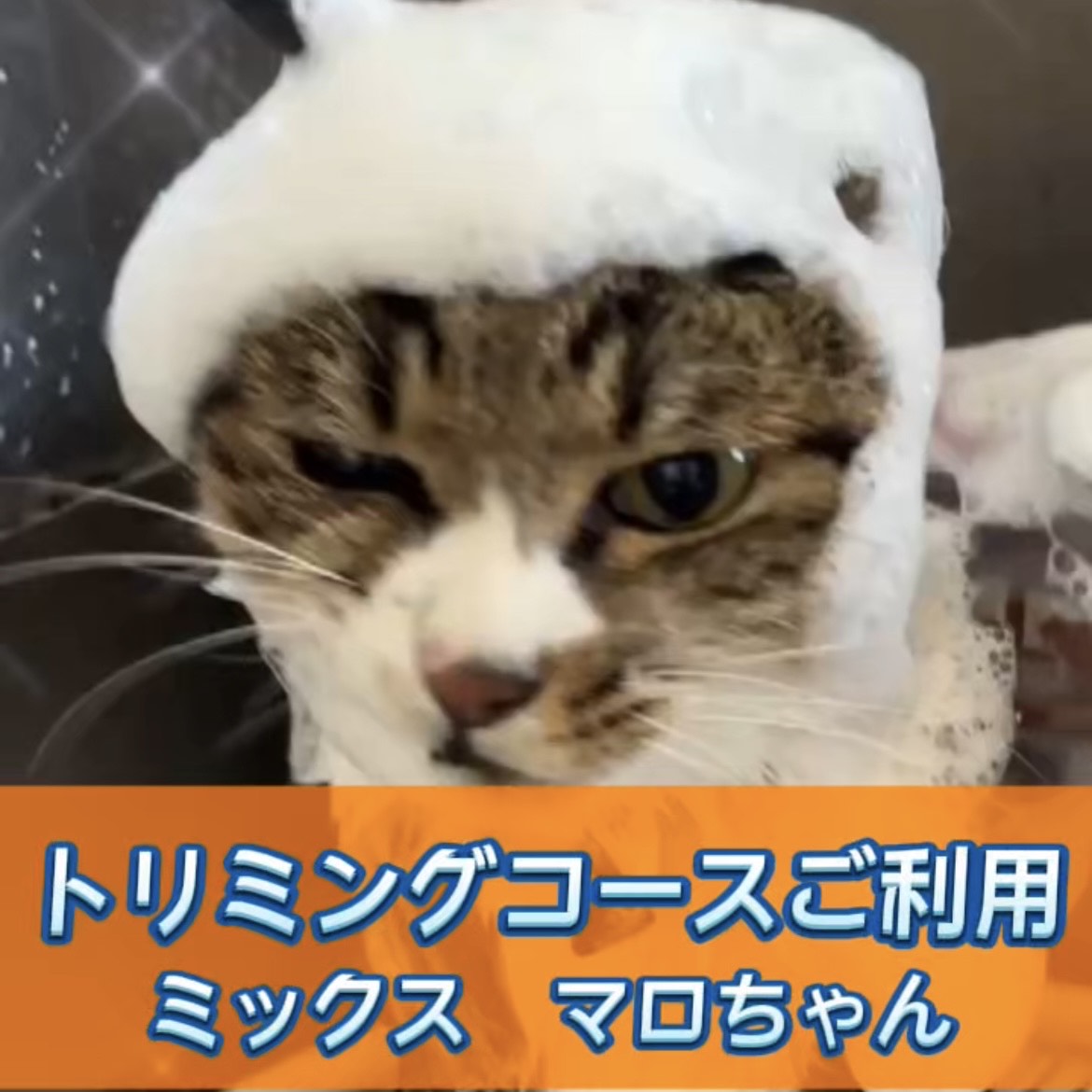 マロちゃん☆彡トリミングコースご利用