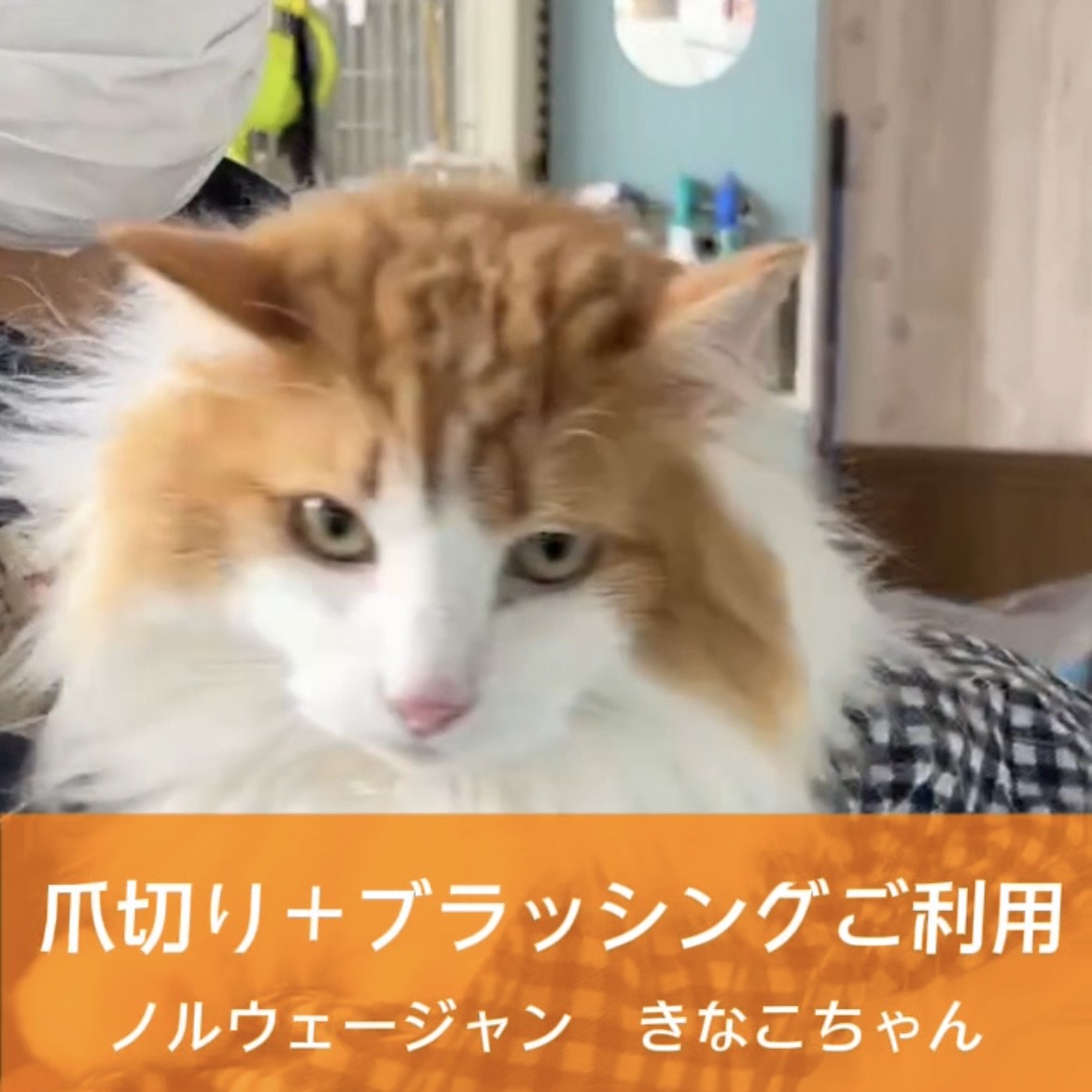 きなこちゃん☆彡爪切り＋ブラッシングコースご利用