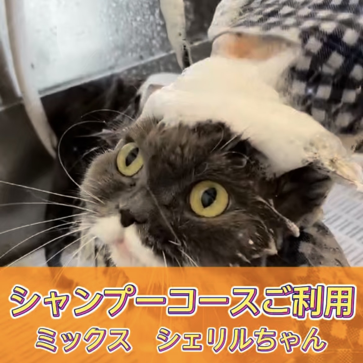 シェリルちゃん☆彡シャンプーコースご利用