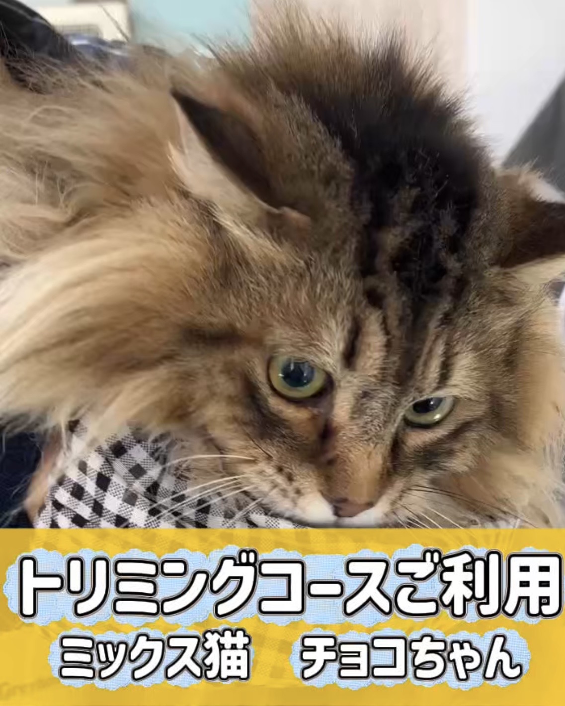 チョコちゃん☆彡トリミングコースご利用