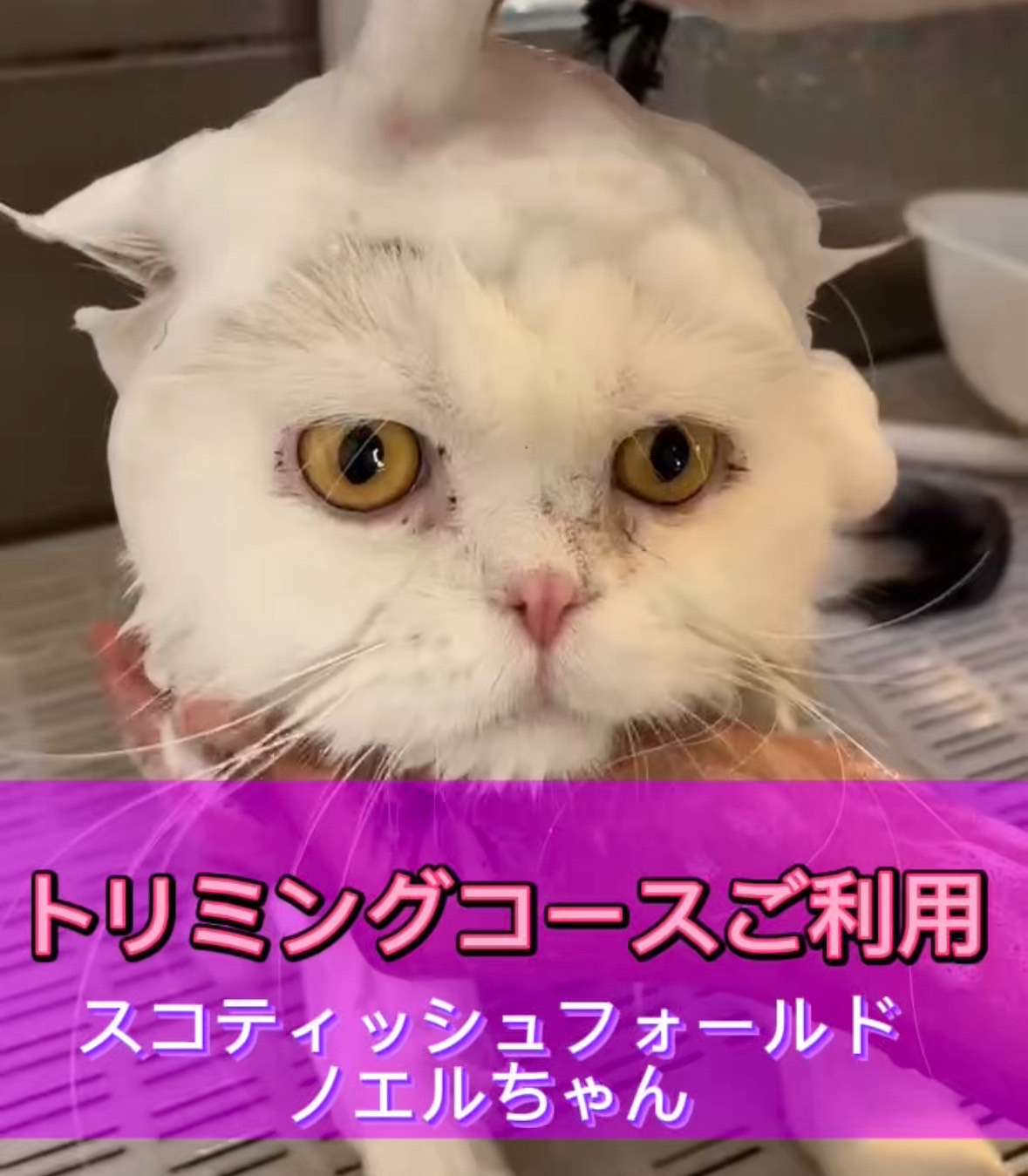 ノエルちゃん☆彡トリミングコースご利用