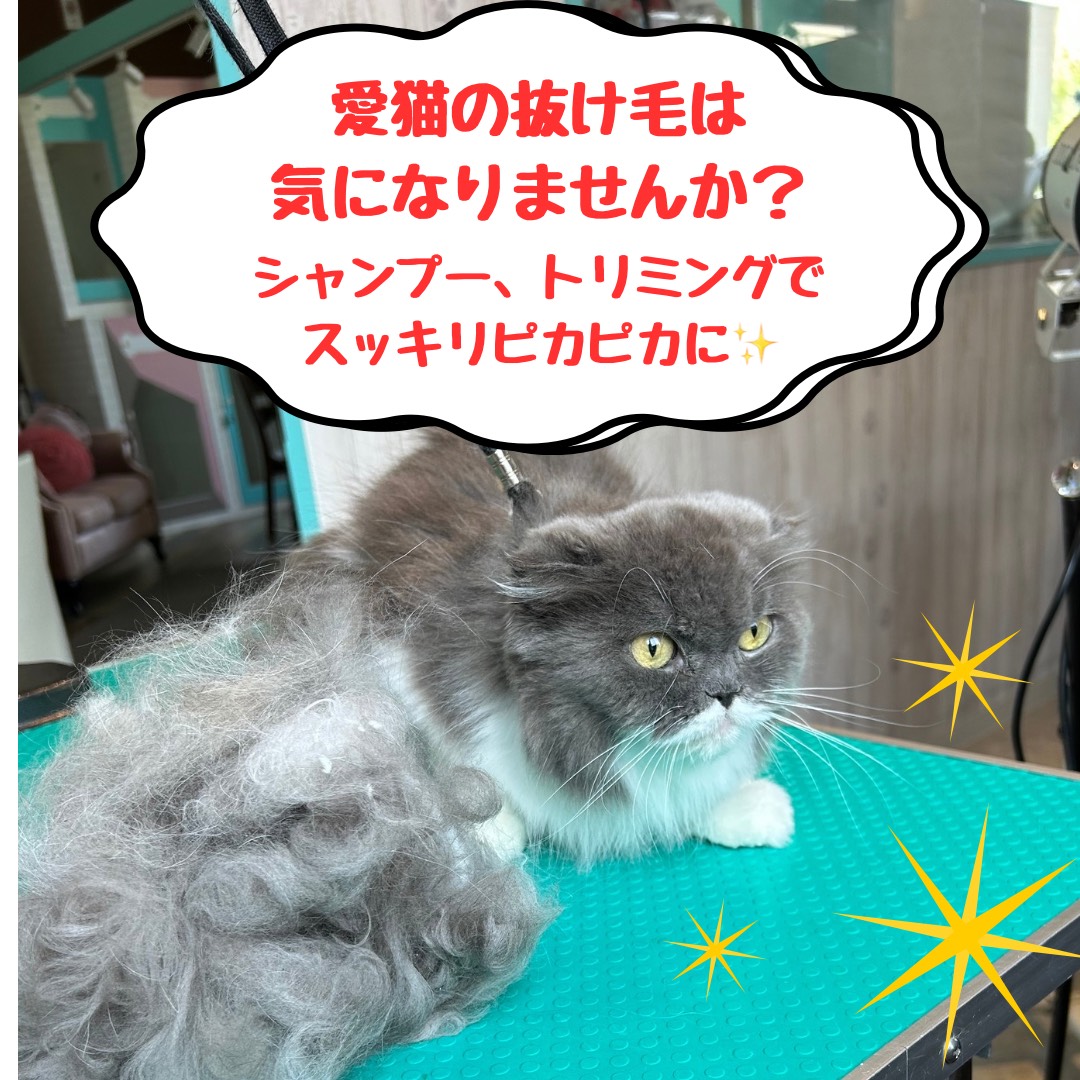 ネコちゃんの抜け毛も当店でシャンプー、トリミングでスッキリ✨