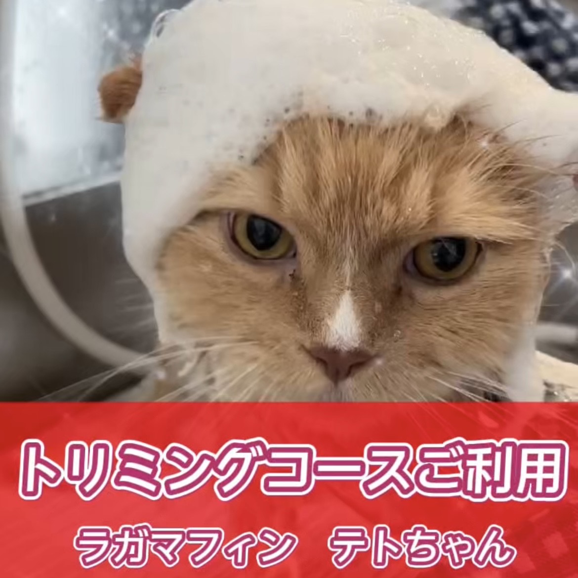 テトちゃん☆彡トリミングコースご利用