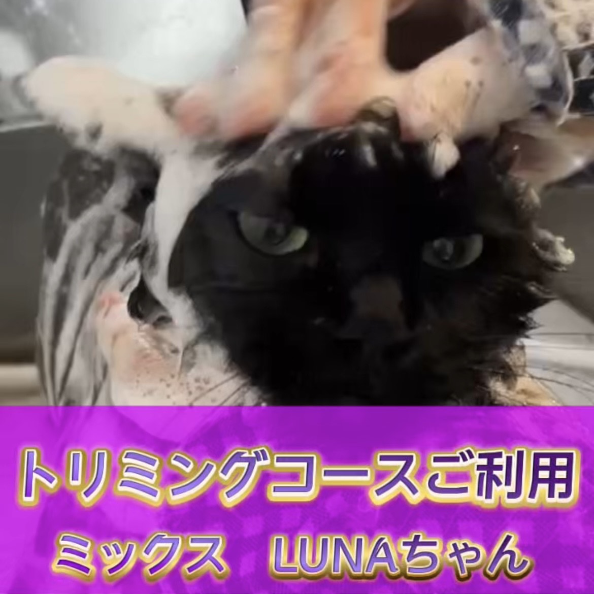 LUNAちゃん☆彡トリミングコースご利用