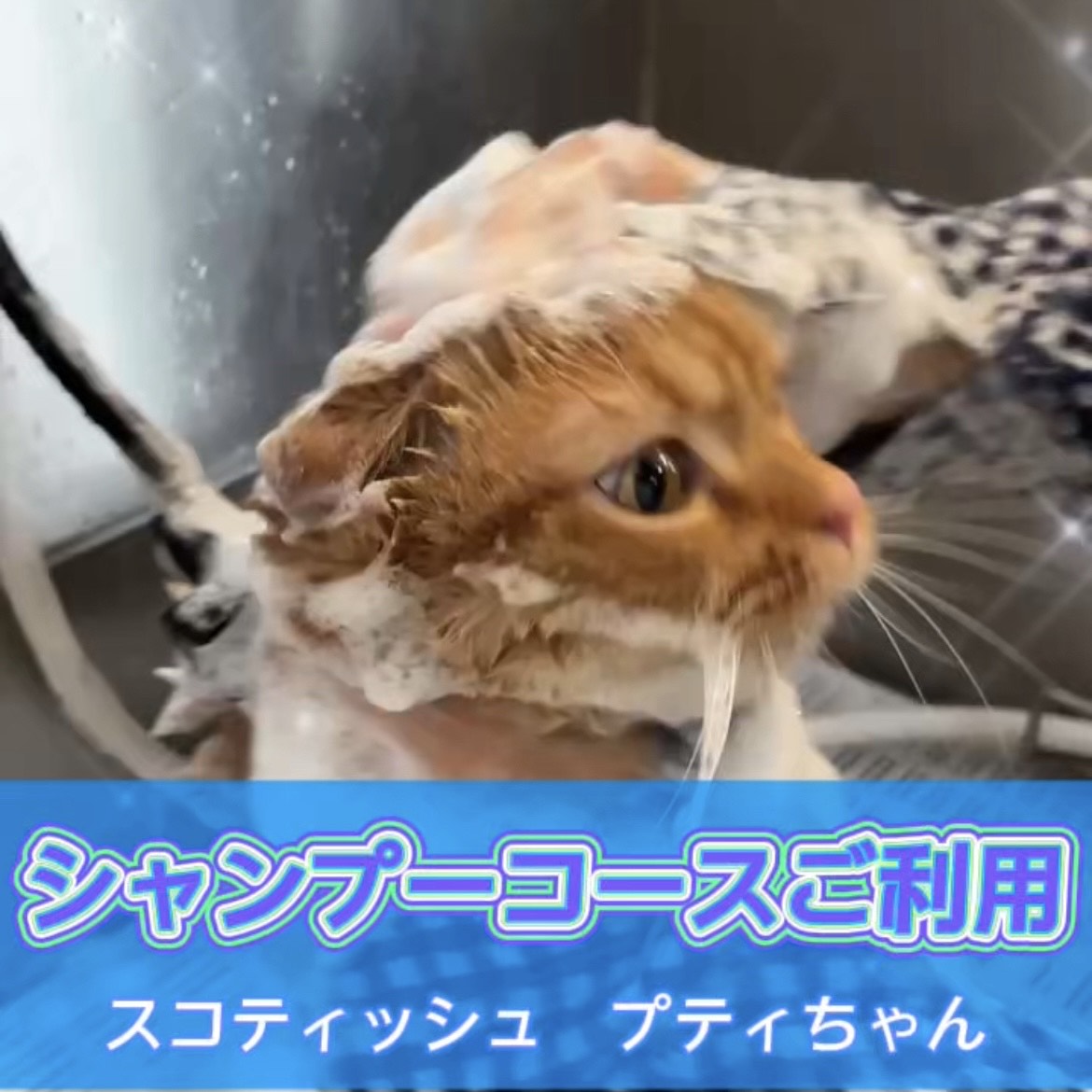 プティちゃん☆彡シャンプーコースご利用