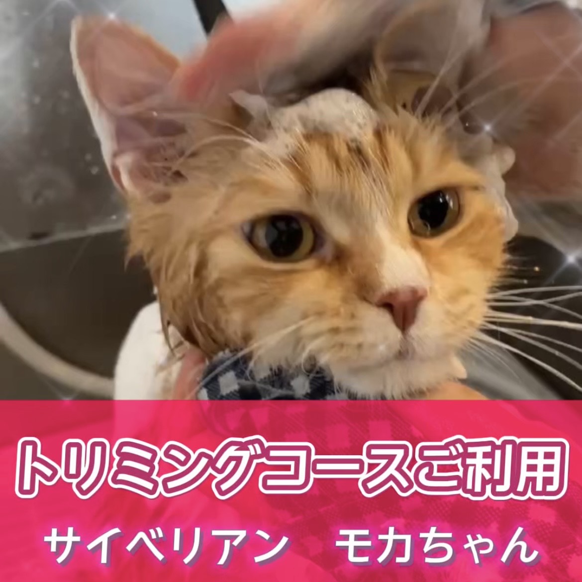 モカちゃん☆彡トリミングコースご利用