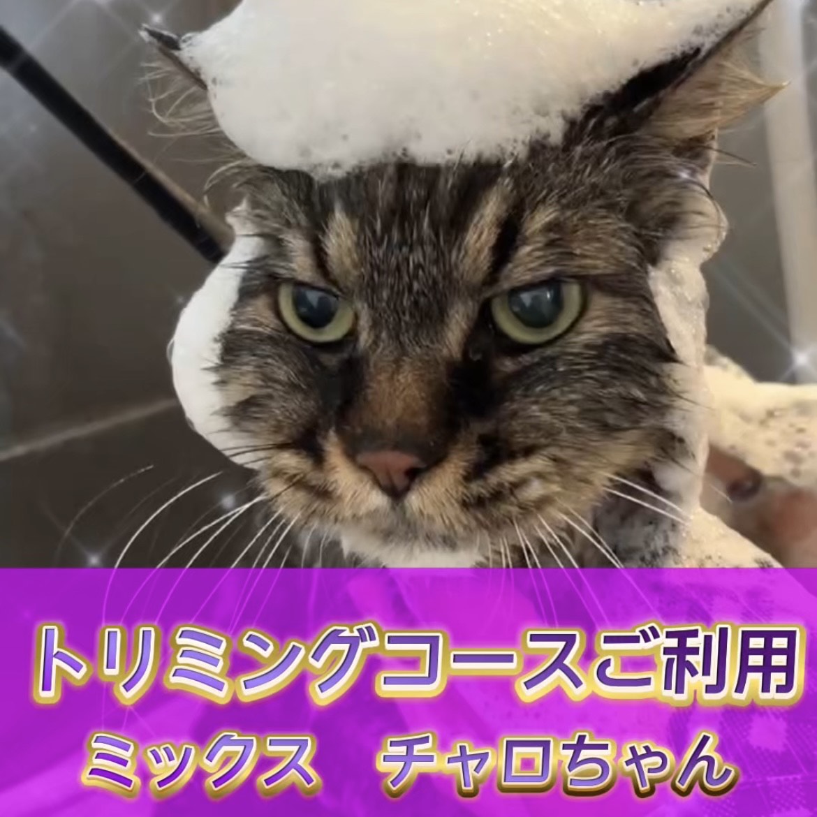 チャロちゃん☆彡トリミングコースご利用