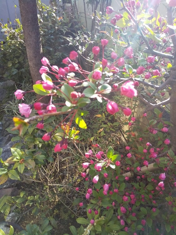 庭の花