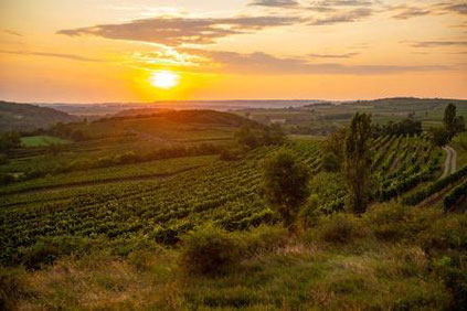 Wein4tel Weincup 2022 - Röschitzer Weintrophäe