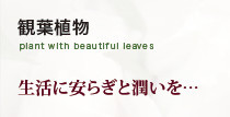 観葉植物