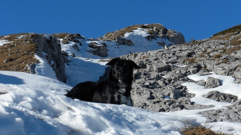 Ziva glücklich im Schnee 