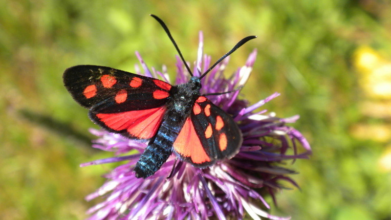 Sechsfleck Widderchen auf einer Flockenblume