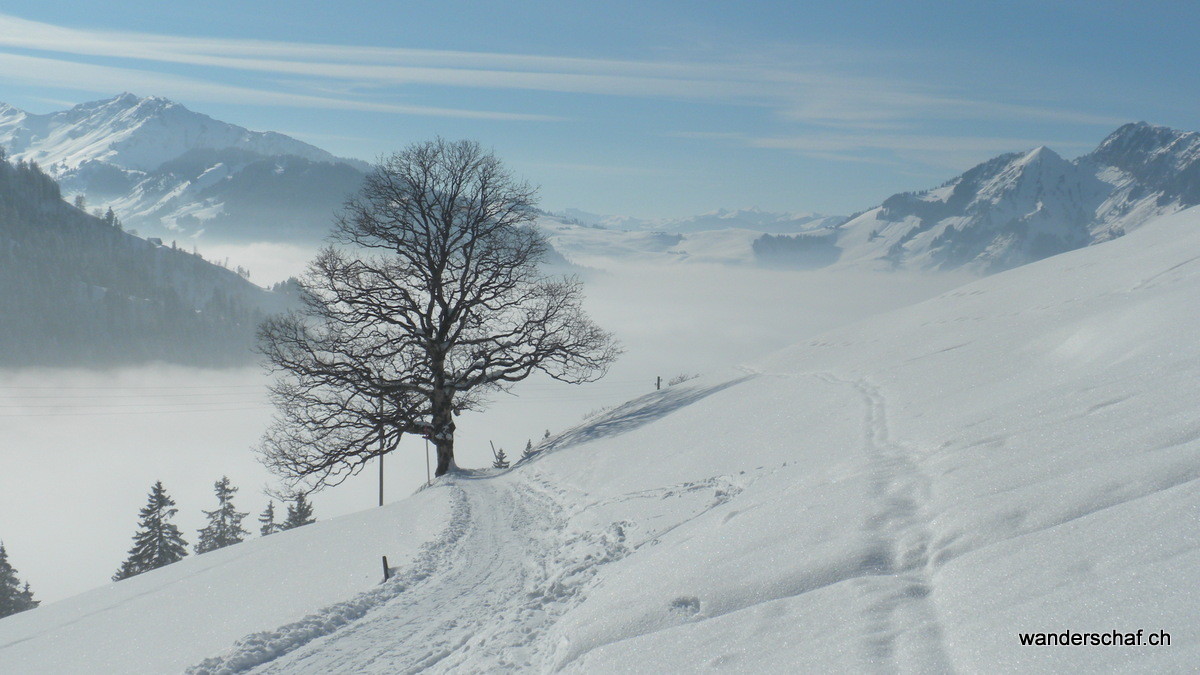 leider geht's dem Nebel entgegen