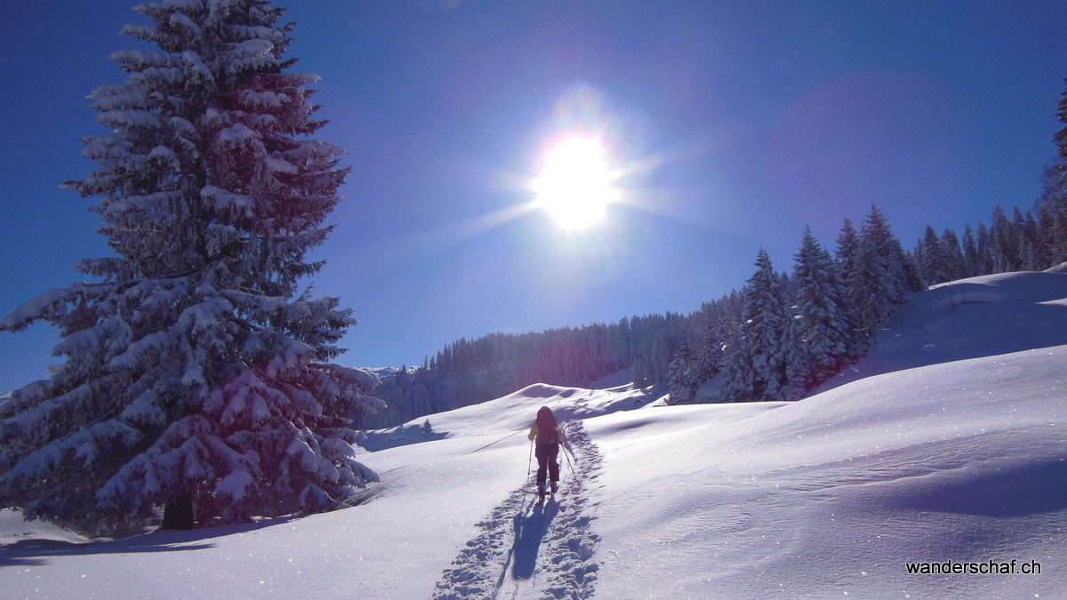 der Sonne entgegen