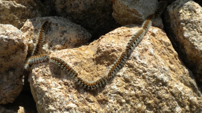 die gefährliche Prozessionsraupe, welche schon beim geringsten Kontakt allergische Reaktionen und Verbrennungen bei Mensch und Tier auslösen kann