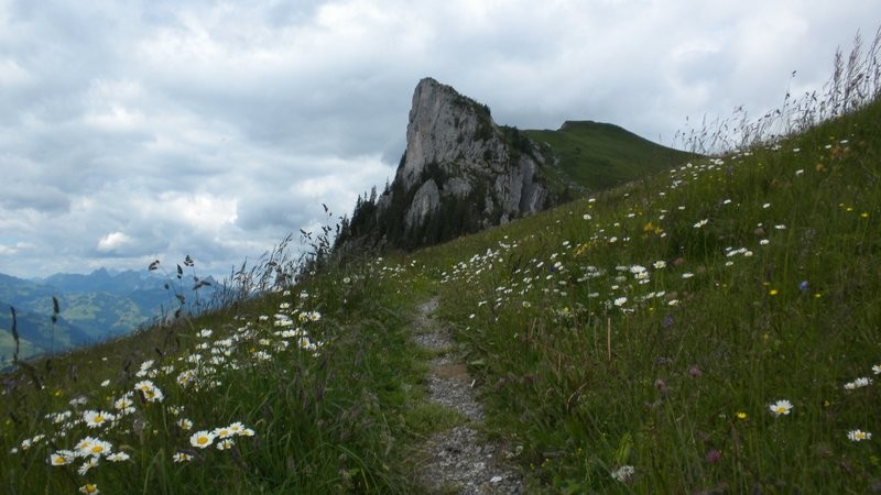 durch wundervoll blühende Wiesen