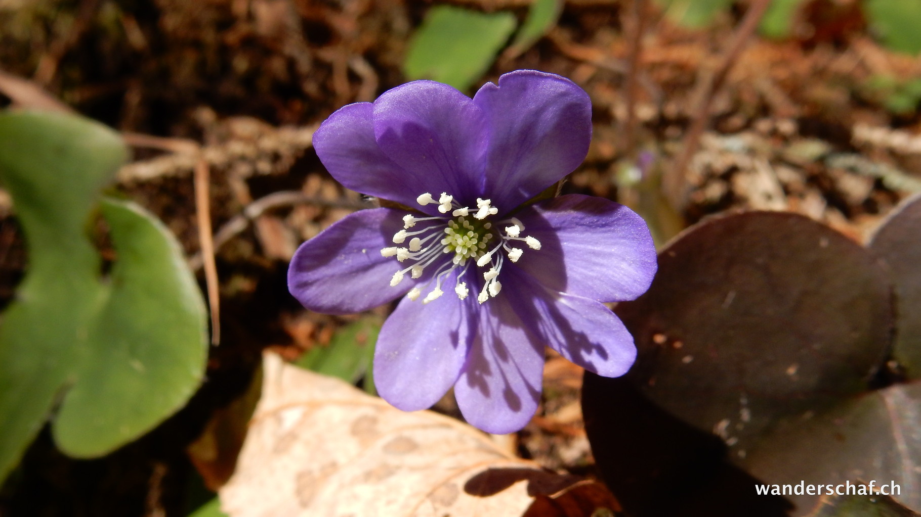 die Leberblümchen blühen....und das vor Weihnachten