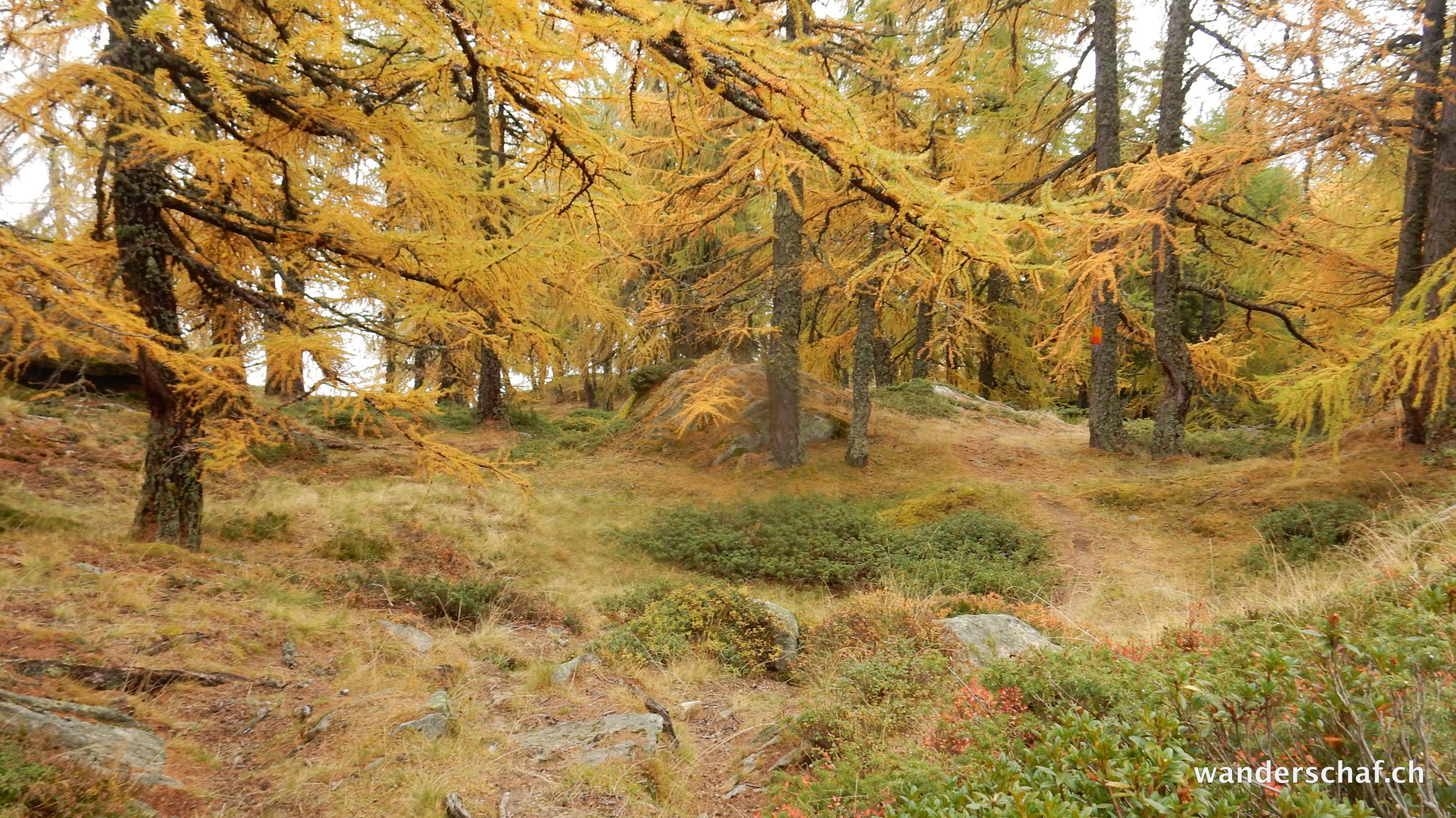 Lärchengold im Abstieg Richtung Birgisch