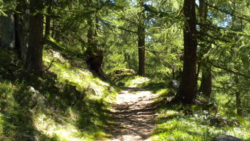 im Aufstieg durch's Binntal....ein kurzes schönes Stück durch den Lärchenwald