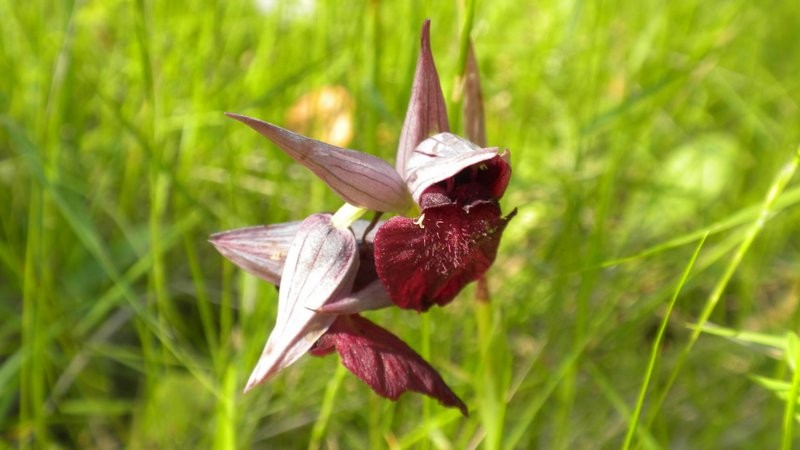 Zungenstendel, eine hier weit verbreitete Orchideenart.....sie wächst überall auf dem Camping