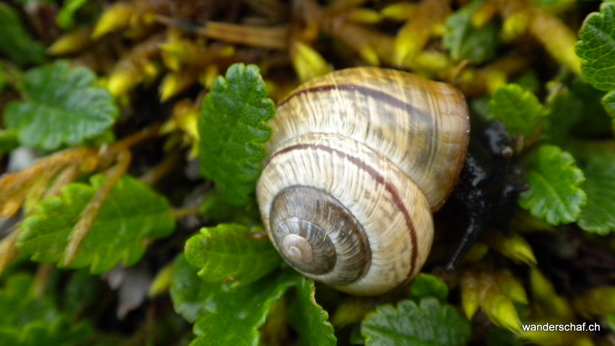 Alpenschnecke