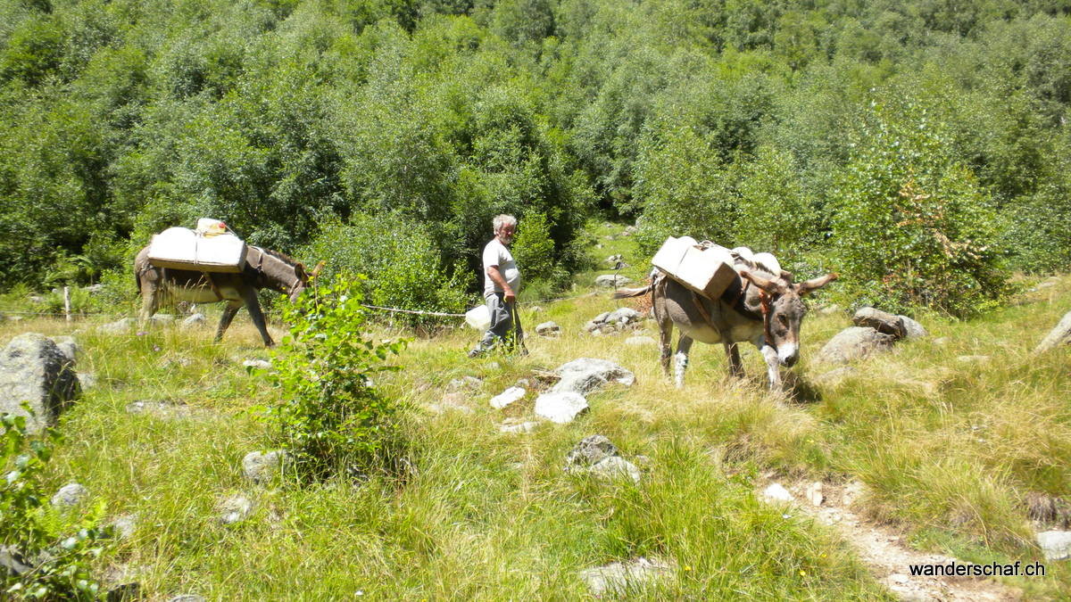 Käsetransport von der Alp Cedo