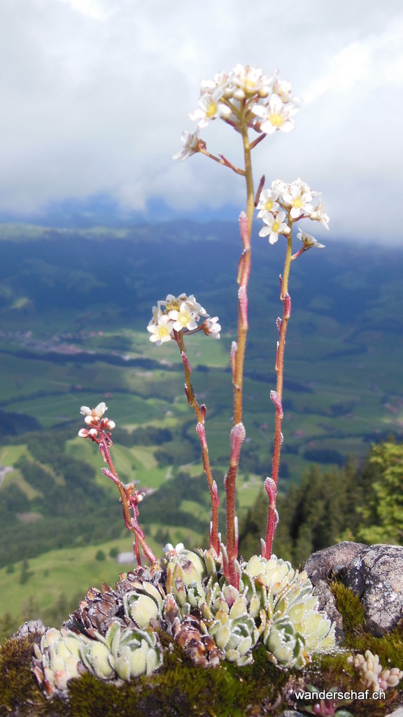 Steinbrech am Grat