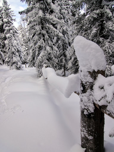 von Bürchen geht's durch den verschneiten Wald