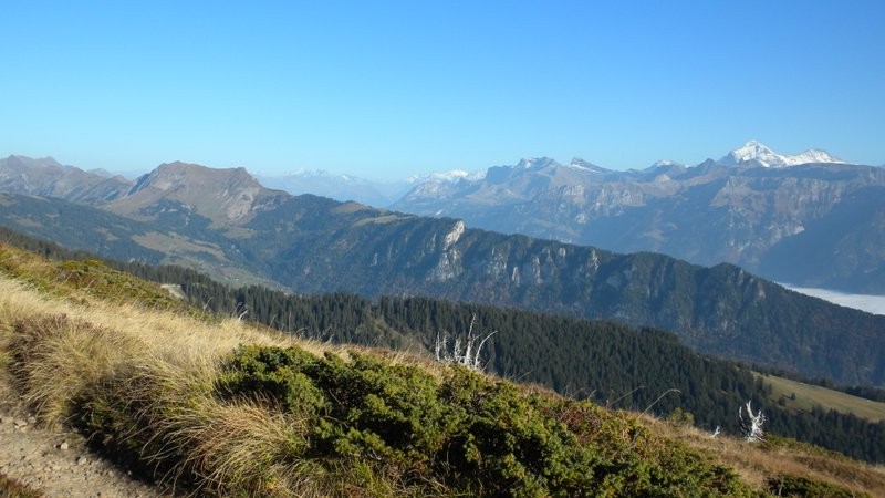 Brienzergrat im Blickfeld ;o)