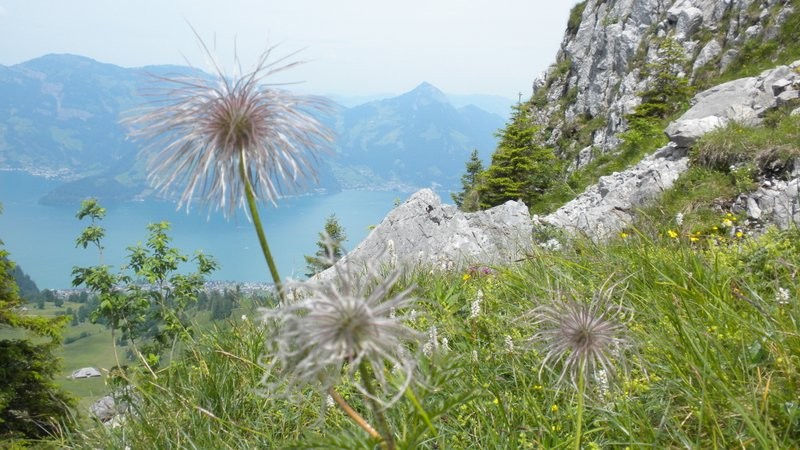 verblühte Schwefelanemonen