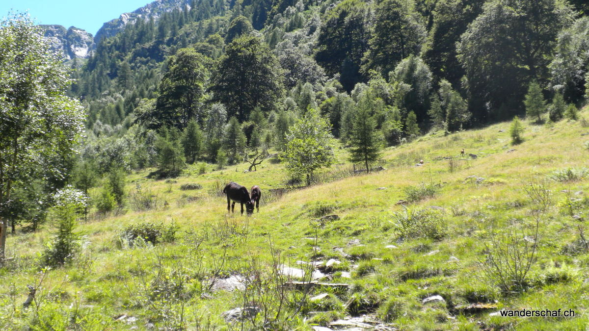 Esel und Gämse auf der Weide