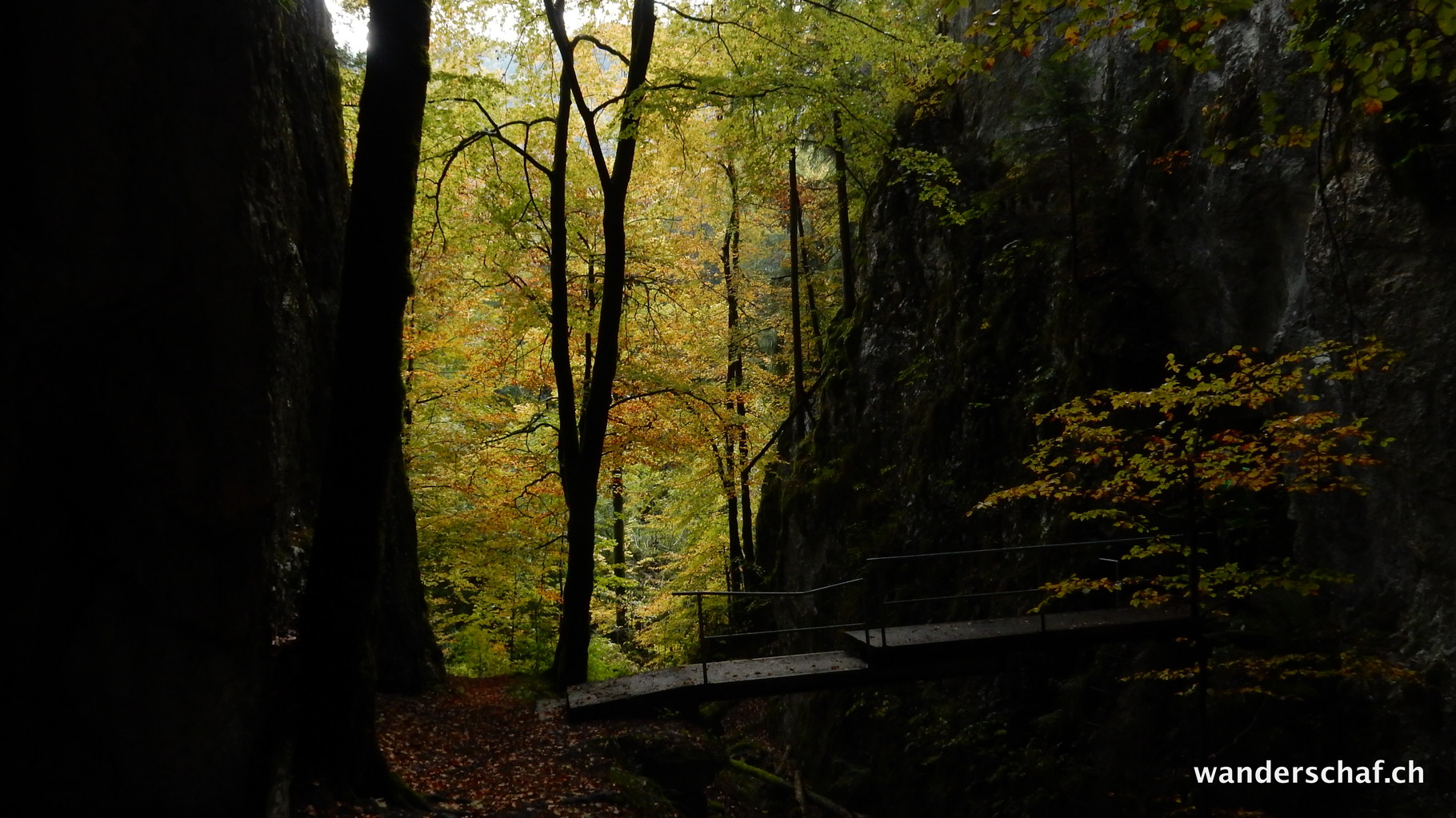 wunderschön mit den herbstlichen Blättern