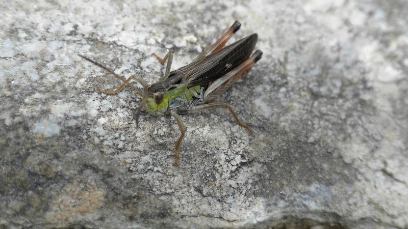 Gebirgsgrashüpfer