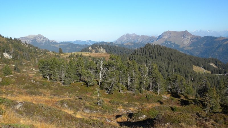 schöne Hochmoorähnliche Landschaft