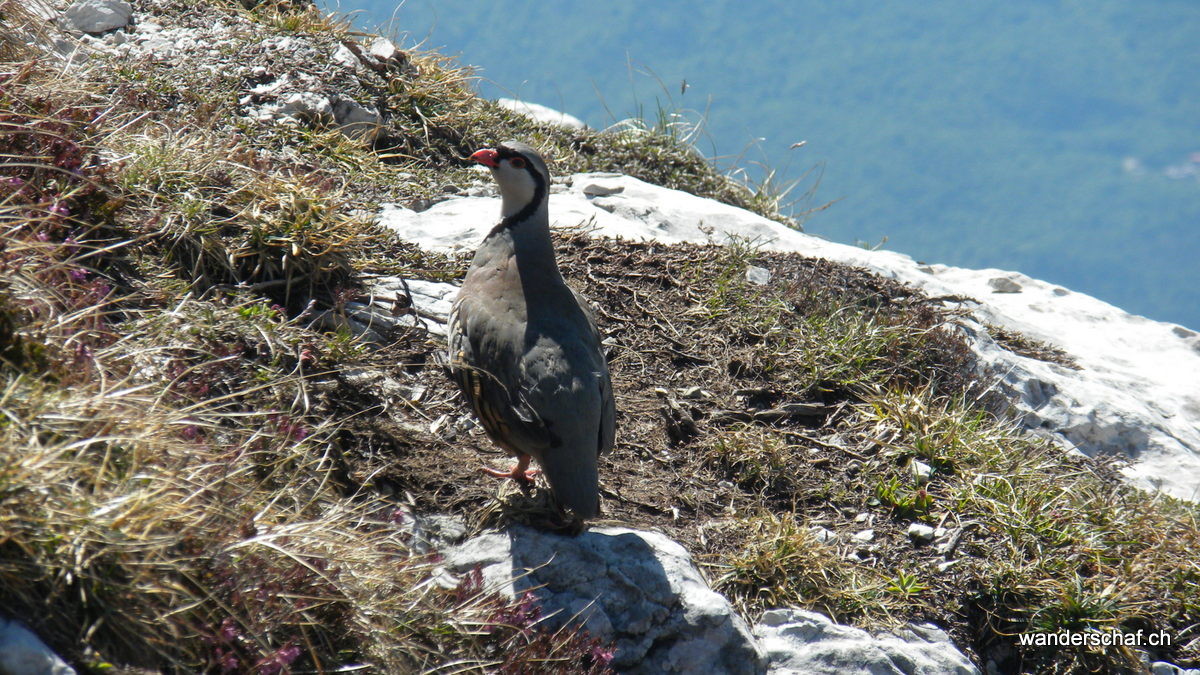 die unglaubliche Begegnung mit einem Steinhuhn.......