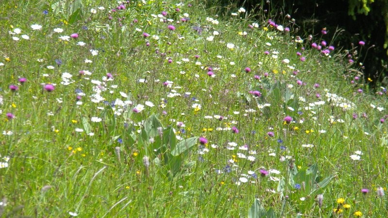 wunderschön blüht es überall