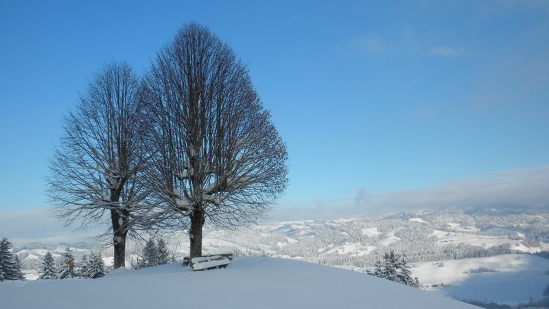 noch einmal geht's an den schönen Linden vorbei