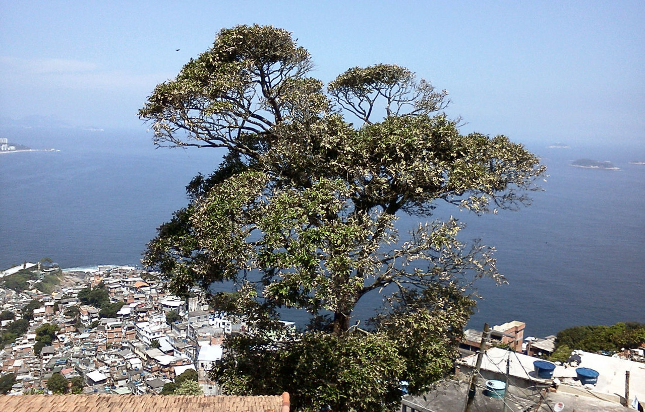 O Arvrão no alto do morro (foto autoexplicativa).