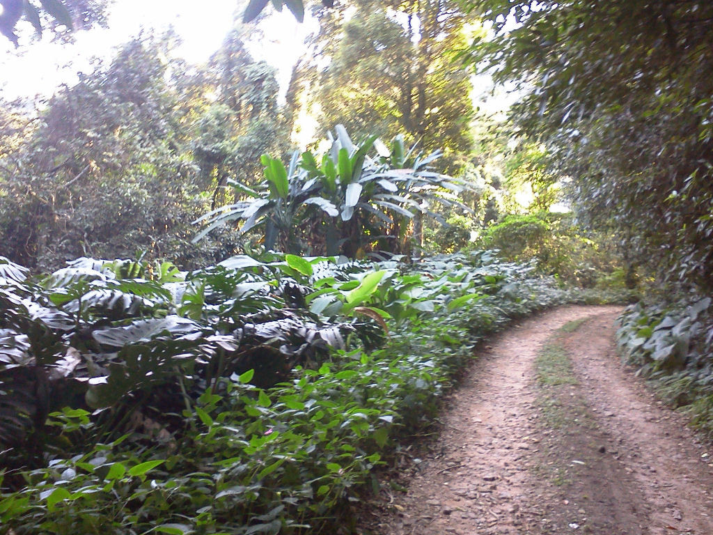 No alto do Parque da Cidade, há uma estrada de terra ...