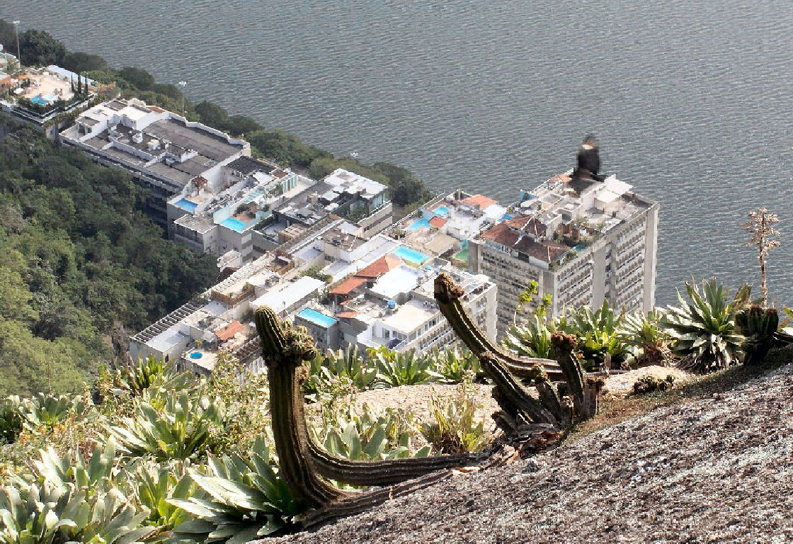 Testemunhas vegetais da opulência