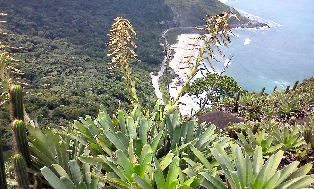 Vegetação exuberante