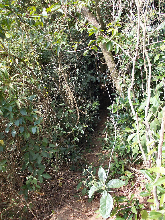 Depois do mirante a trilha volta a se abrigar em densa vegetação ...