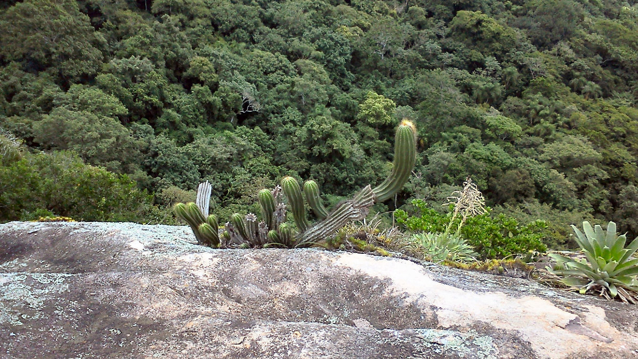 Precipício verde