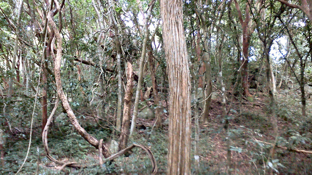 A trilha variante para o mirante de Grumari não é muito marcada