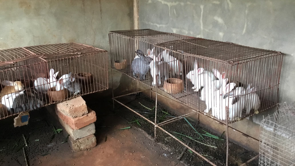 Élevage de lapins au Centre d’accueil des orphelins et de formation Midokpo.