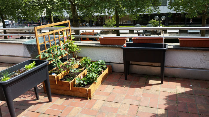 Unsere Terrasse wird immer schöner! Die neuen Pflanzen wachsen und wachsen. Kommt uns besuchen und freut euch mit uns!