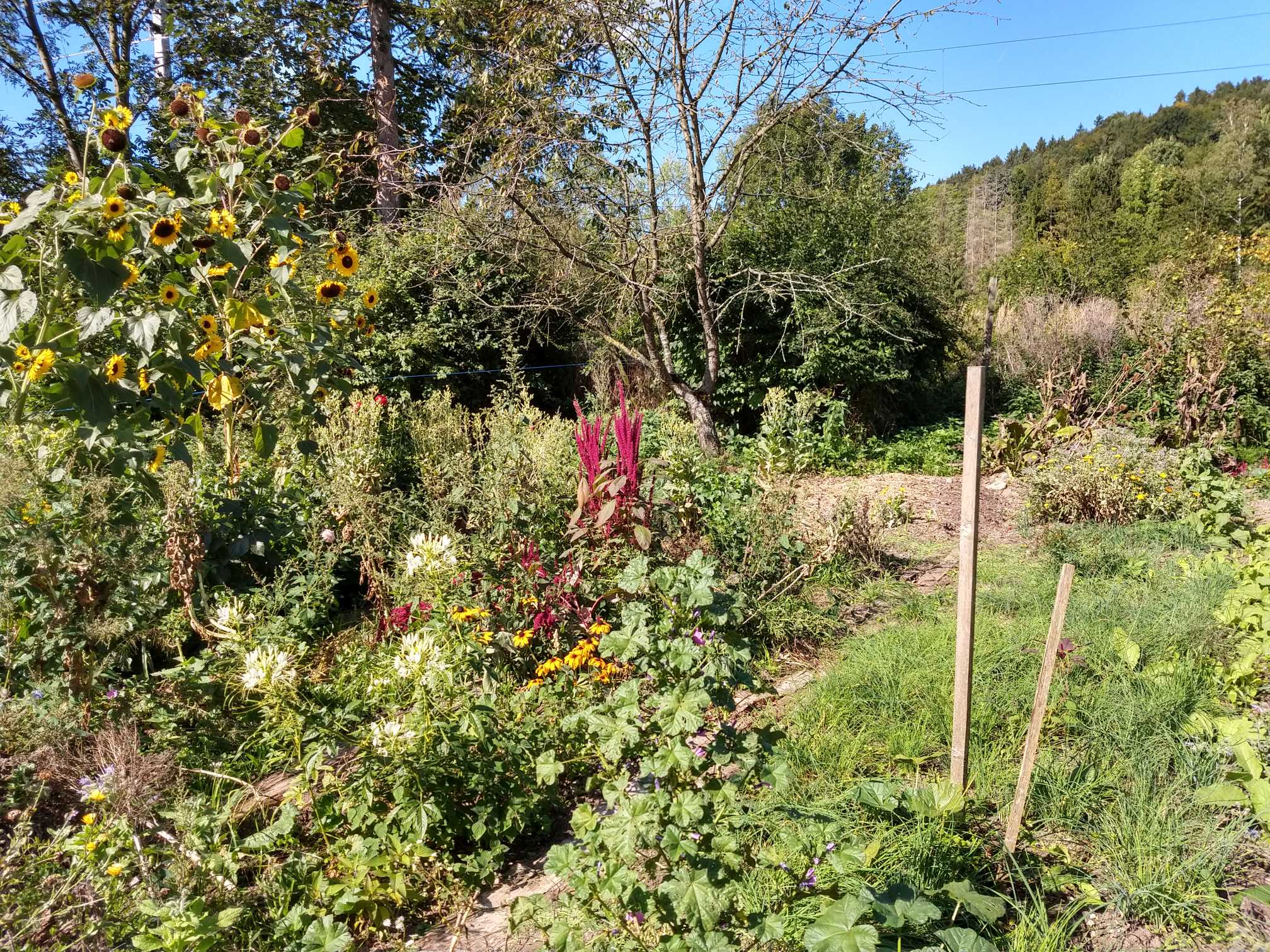 Steinschaler Naturgarten-Führung