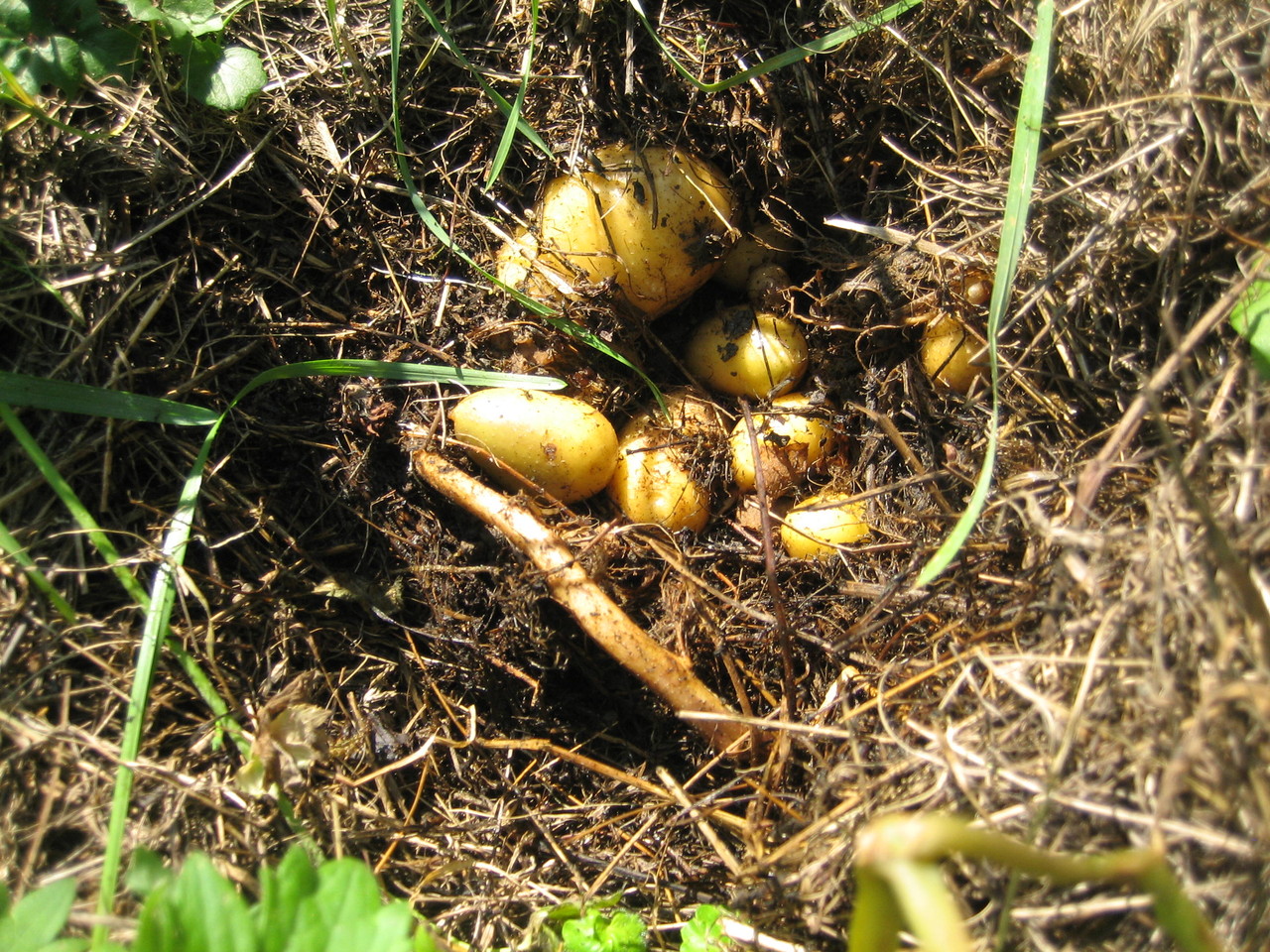 Heukartoffeln - Permawerk