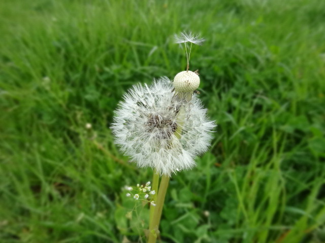 Beobachte