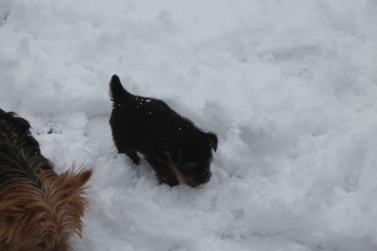 Bailey im Schnee